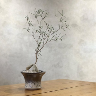 小众荒漠块根植物 细叶麒麟 柳叶麒麟室内耐干旱盆栽 扦插大苗