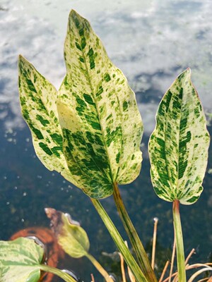 稀有进口变异水草皇冠花叶成株