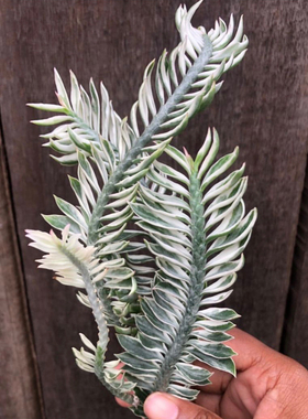 稀有红雀珊瑚 恶魔之骨Devil's backbone盆栽苗