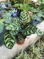 Calathea makoyana medium-sized potted plant thumbnail 5