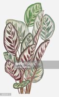 Calathea makoyana medium-sized potted plant thumbnail 3