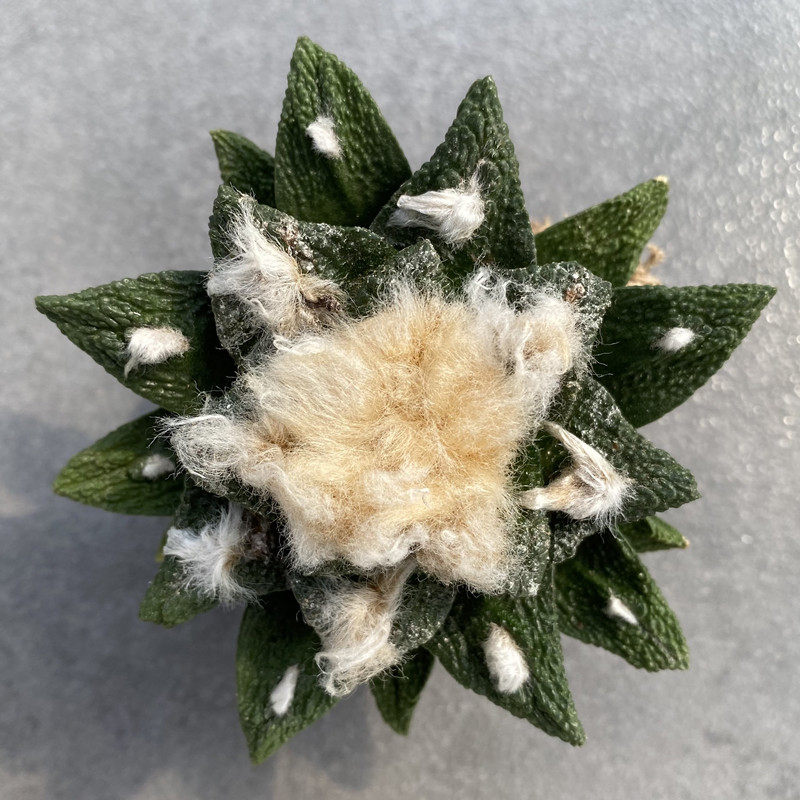 尚野园艺 实生勃氏牡丹 一物一拍 多肉植物 ariocarpus bravoanus