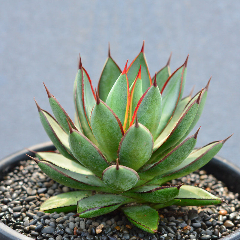 尚野园艺 多肉植物 泷雷 龙舌兰科 一物一拍 仙人掌仙人球室内