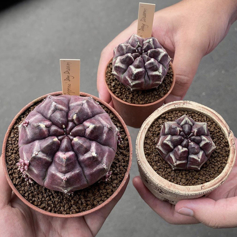 尚野园艺泰国进口梦想白日梦牡丹一物一拍无刺紫色仙人球多肉植物