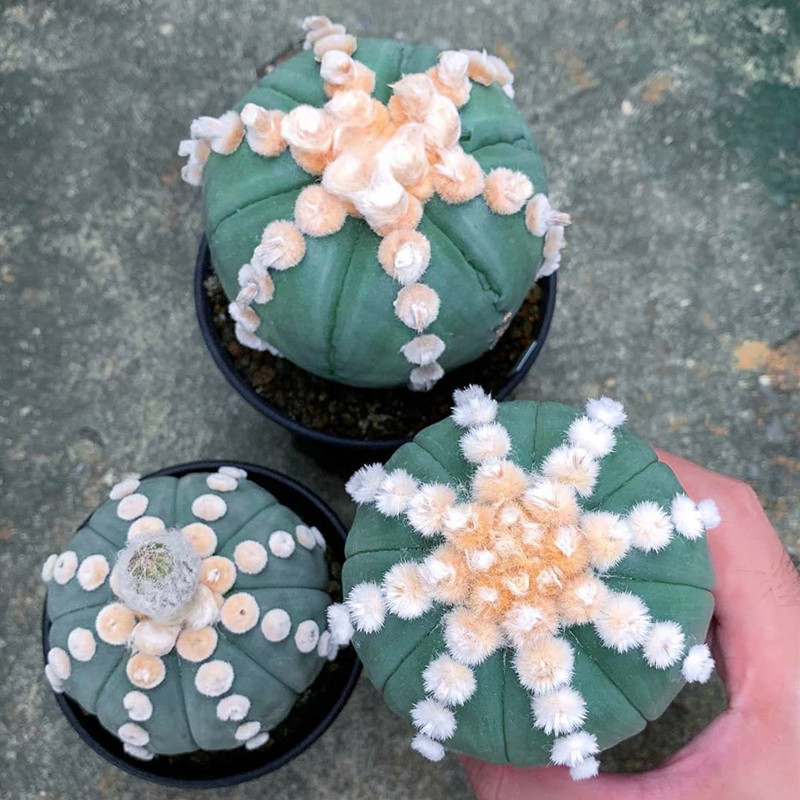 星球属仙人球多少钱 星球属仙人球优惠券免费领取 有条鱼