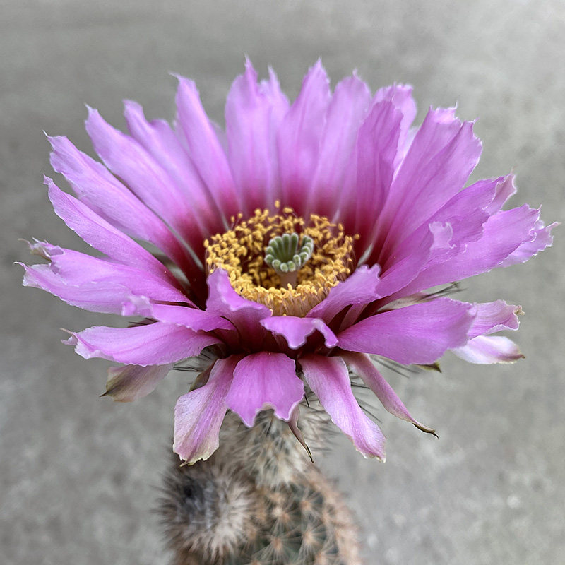 尚野园艺 实生折墨虾 一物一拍仙人球echinocereus melanocentru