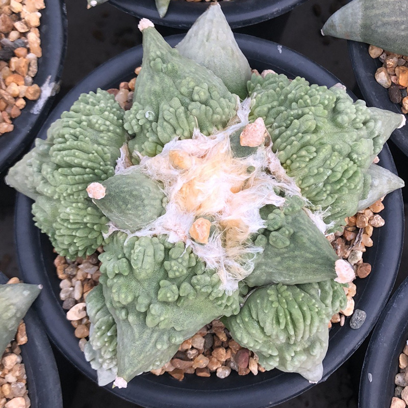 尚野园艺 实生怒涛牡丹 一物一拍岩牡丹属精品珍藏稀有ariocarpus