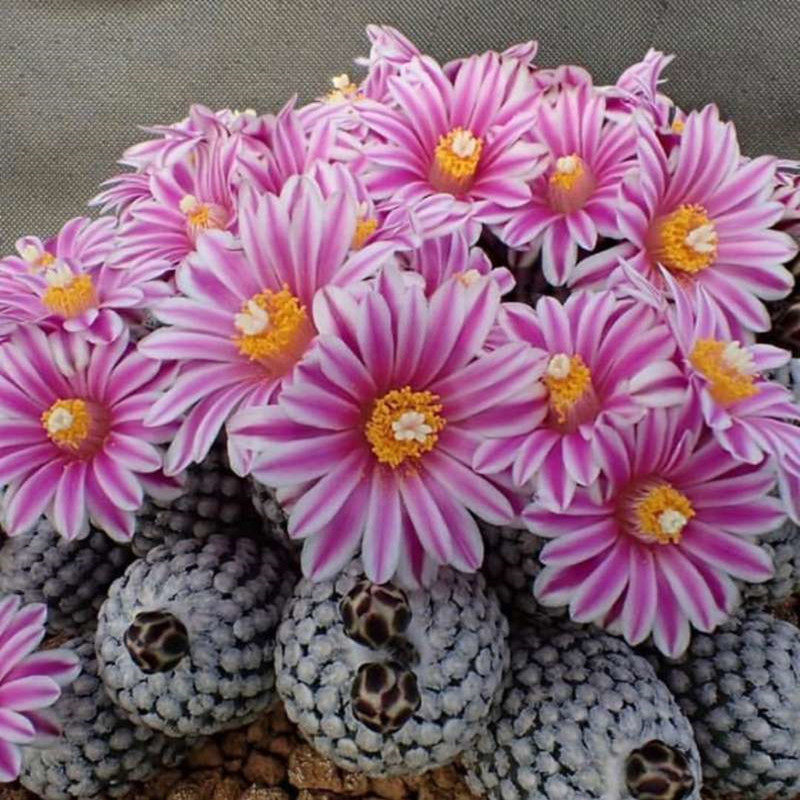 尚野园艺 多肉植物 实生蔷薇丸 一物一拍 娇丽玉属 仙人球仙人掌