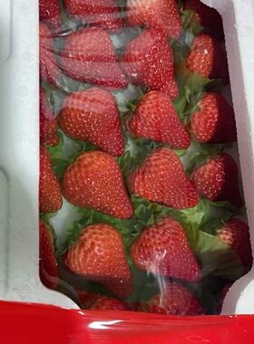 沈阳发货丹东99草莓九九新鲜水果正宗一件精品板装辽宁包邮