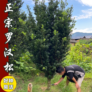 正宗雀舌罗汉松树苗盆栽地栽庭院别墅绿植大树可造型四季常青植物