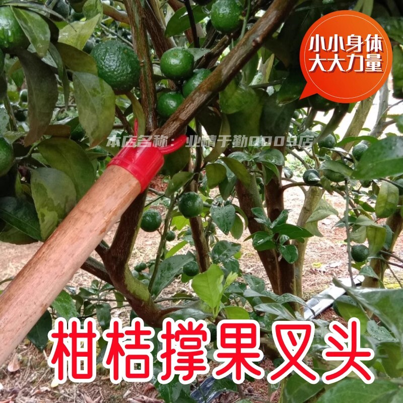 叉子塑料支撑果子的柑桔橘子叉子