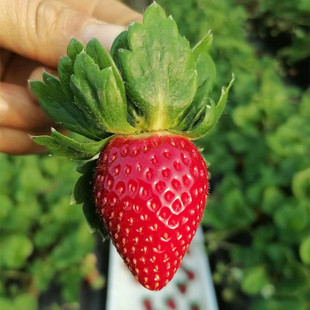 别问了 没有没有没有没有 穴盘苗今年没接