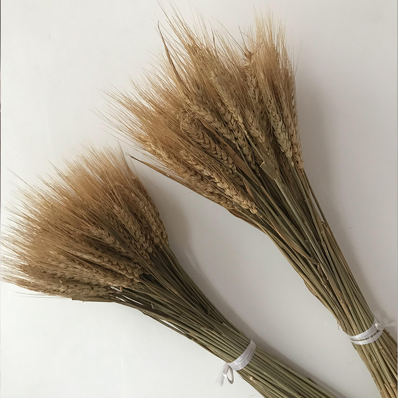 包邮大麦舞台背景道具稻谷真花真麦穗干花包干草麦子装饰植物花束