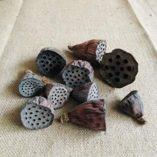 禅意艺术天然野莲蓬小莲蓬头干花干果森林 7cm有籽 荷花花心1.5