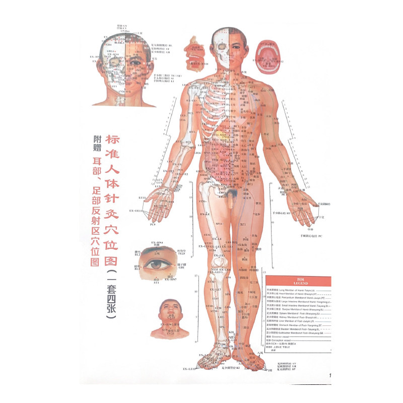 正版  标准人体针灸穴位图（一套四张 附赠耳部.足部反射区穴位图） 山西科学技术出版社 人体 针灸 穴位