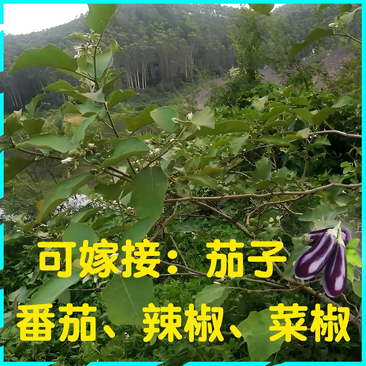 天然水茄子树苗 大桩 小桩 嫁大型绿植/成品组合盆