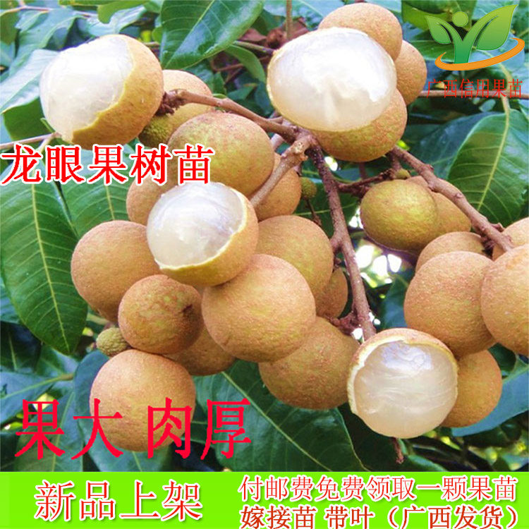 Longan Seedlings longan Four seasons longan Chu Liang longan Grafted longanin the Flower delivery/Flowers simulation/Plants gardening , Garden Plants/Trees/Fruit tree, Fruit tree category - from Buy2taobao.com to provide professional Taobao agent buy service