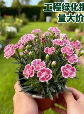工程批发初吻欧石竹花带花苞庭院耐寒旱草坪多年生花期长四季开花