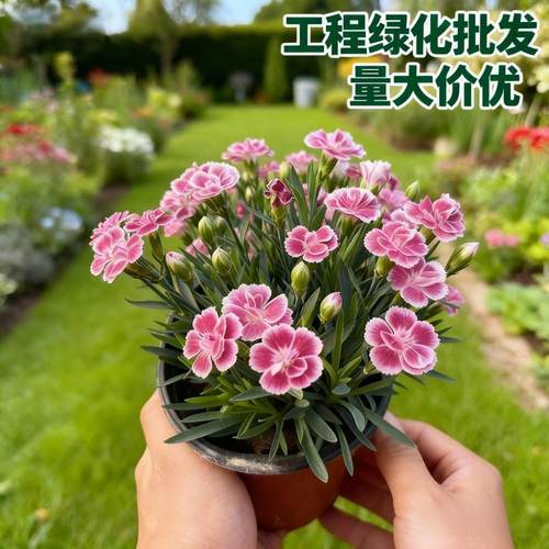 批发初吻欧石竹花苗盆栽带花苞