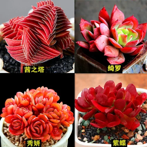 多肉植物 多肉 手指 红宝石多头群生多肉室内盆栽 稀有茜之塔老桩