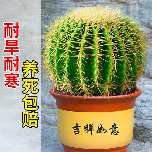 大金琥仙人球盆栽仙人掌科多肉植物庭院绿植金虎带盆办公室好养活