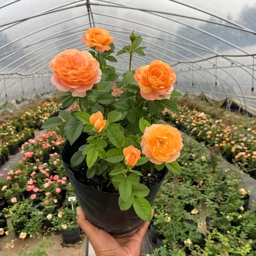 灌木月季花苗大花浓香果汁阳台庭院花卉植物盆栽蔷薇四季玫瑰花苗