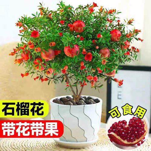 石榴花盆栽四季观赏果树苗室内外盆景开花植物庭院可食用花卉绿植