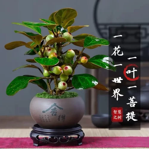 小盼菩提树发财树盆栽植物室内小叶紫檀摆件懒人绿植花卉四季常青