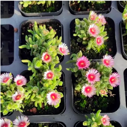 九尾狐  枝干  番杏 实拍 多肉植物基地直销量大从优