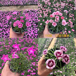 初吻欧石竹花苗盆栽带花苞庭院耐寒草坪多年生花期长四季开花包邮