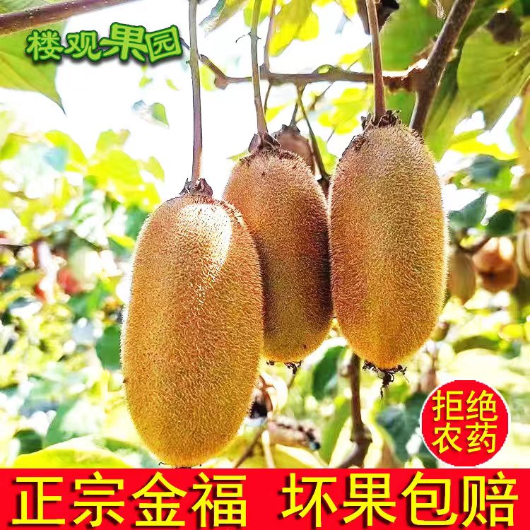 陕西周至正宗金福金手指猕猴桃新鲜水果绿心奇异果当应季5斤包邮 水产肉类/新鲜蔬果/熟食 奇异果/猕猴桃 原图主图