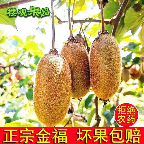 周至陕西猕猴桃金福新鲜水果