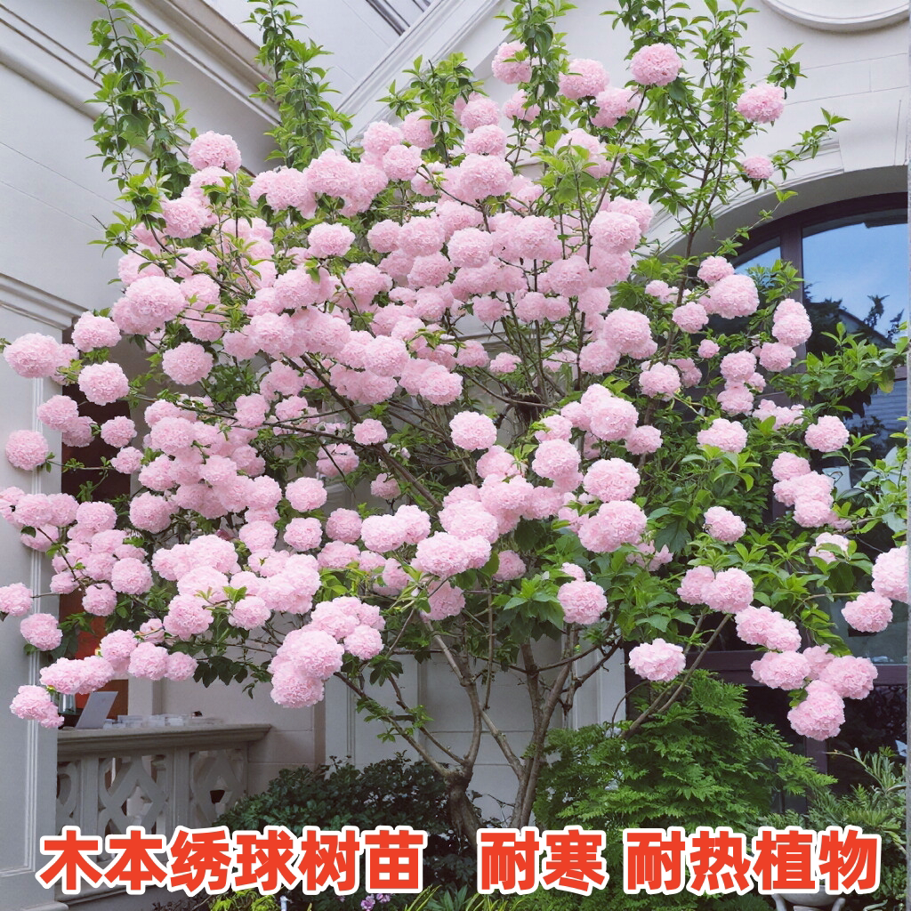 中华木绣球树苗盆栽地栽耐寒热