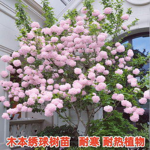 木本绣球花树苗盆栽地栽阳台庭院耐寒耐热风景树大花中华木绣球苗