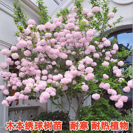 木本绣球花树苗盆栽地栽阳台庭院耐寒耐热风景树大花中华木绣球苗