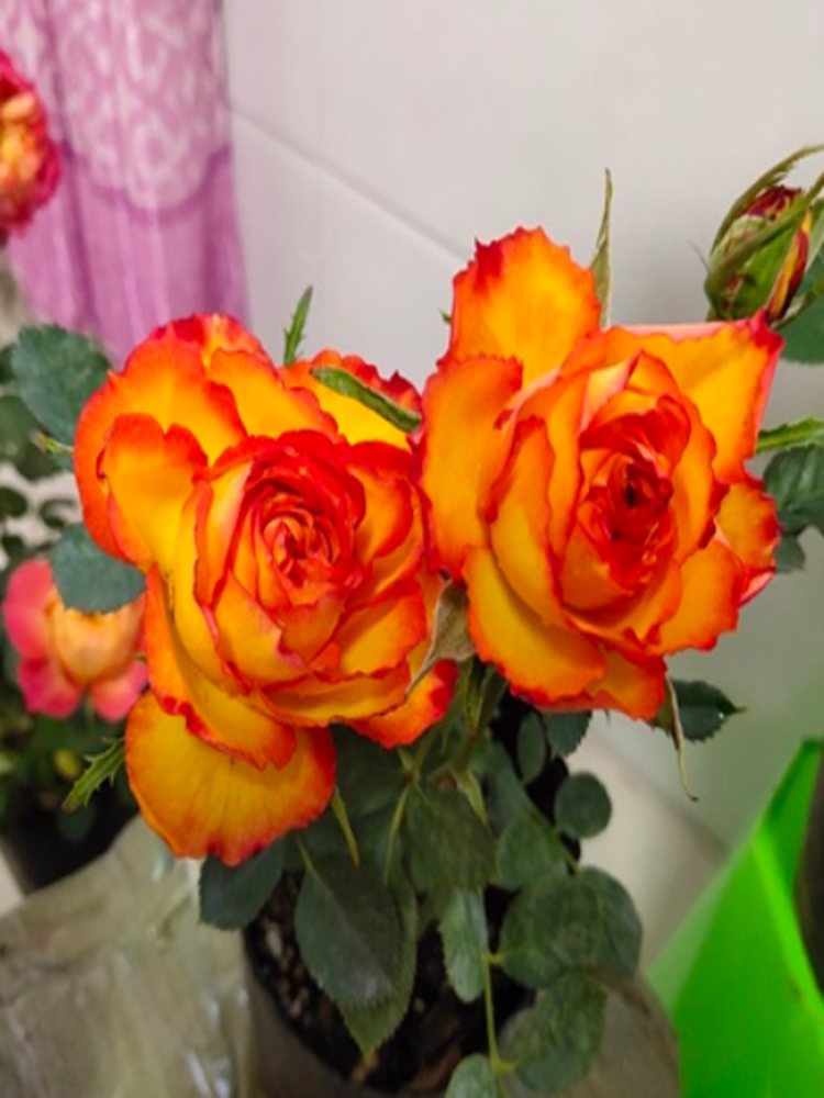 埃斯托里尔/火焰微型切花月季花朵似火焰艳丽多头勤花玫瑰花苗