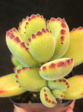【熊童子/白熊/黄熊】多肉植物一物一拍可爱毛绒绒熊爪子满25包邮