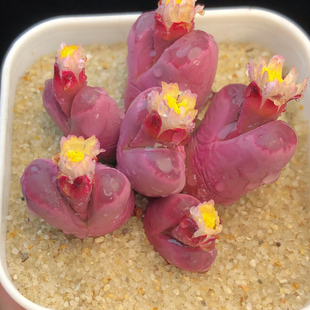 【红大内】多肉植物生石花一物一拍番杏群生花卉可爱萌满25包邮