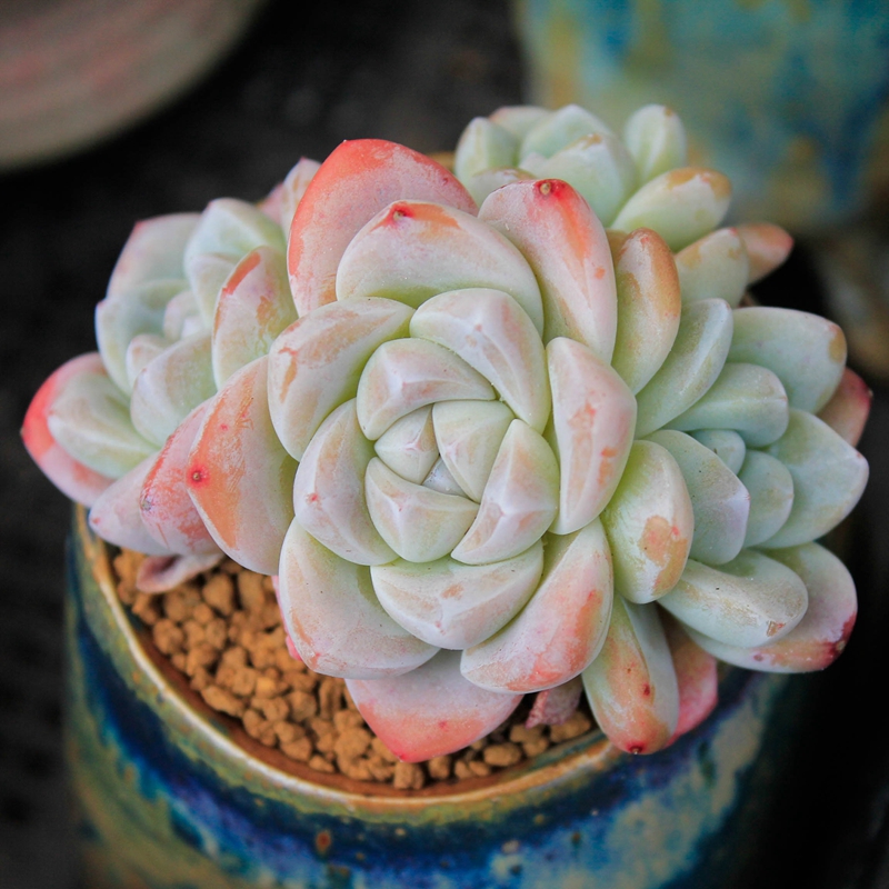 多肉植物精品奶油冰玉果冻色单头群生控养玉蝴蝶韩国进口一物一拍