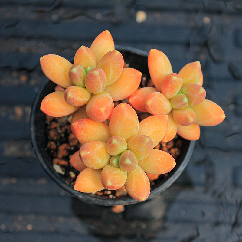 多肉植物千代田星空韩货精品贵货可爱小萌物组合盆栽室内阳台窗台