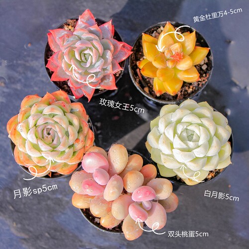 多肉植物组合套餐盲盒包邮含盆土
