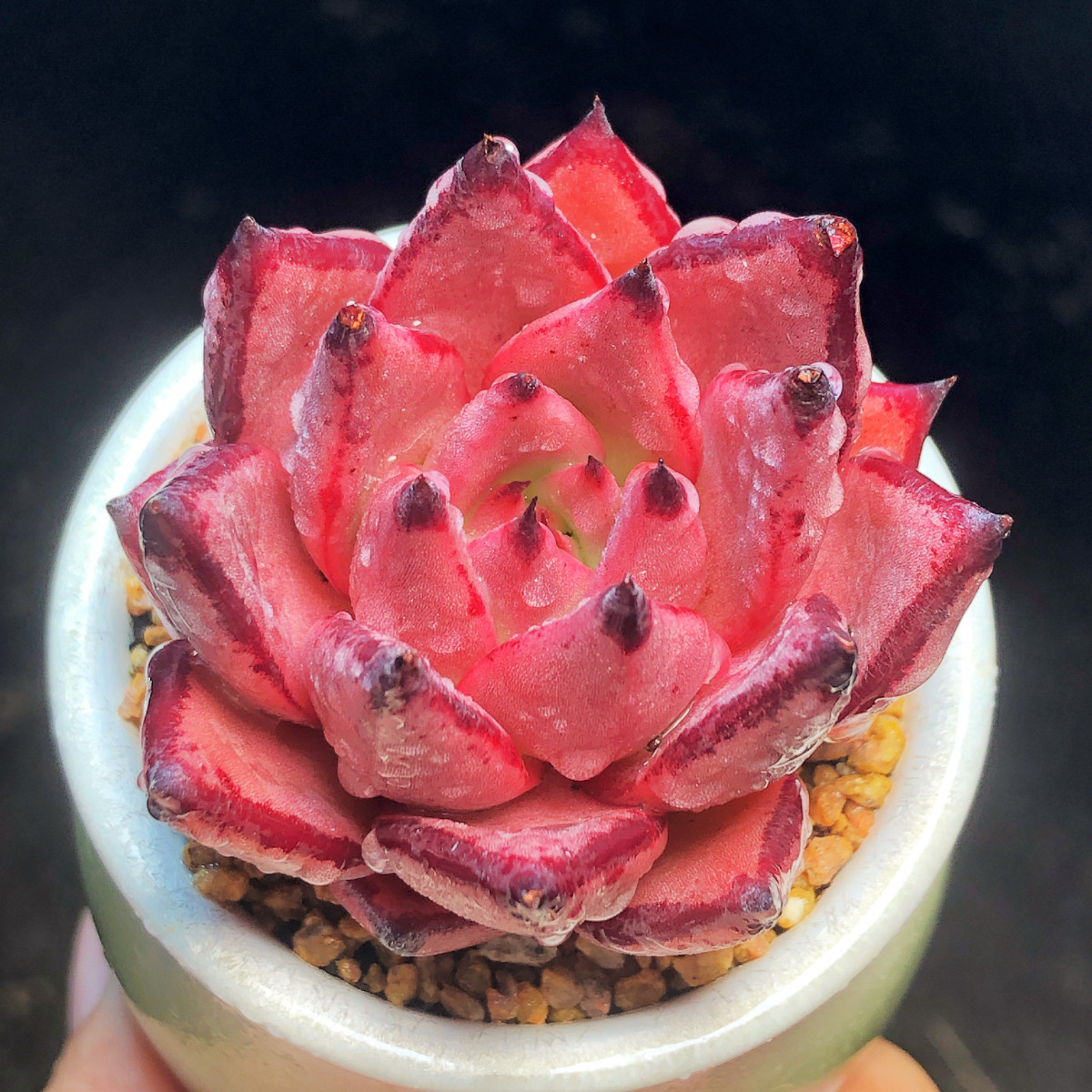 【罗密欧】多肉植物血罗单头带盆一物一拍花卉盆栽绿植满25包邮