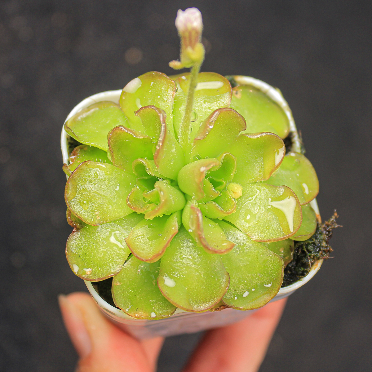【近腾捕虫堇】多肉植物一物一拍新奇特盆栽食虫植物可爱满25包邮