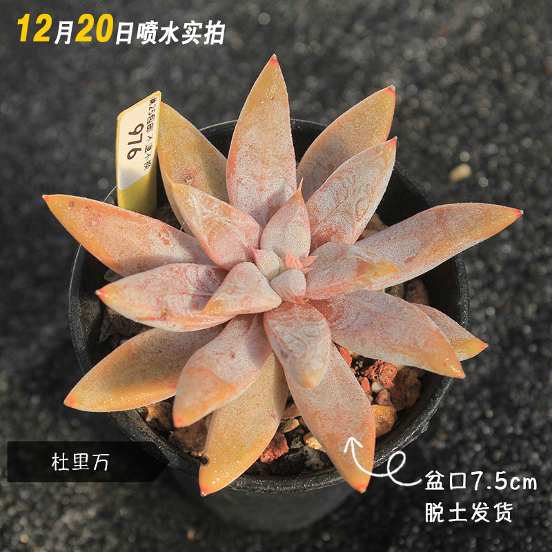 【976杜里万】多肉植物一物一拍12月20日更新满25包邮