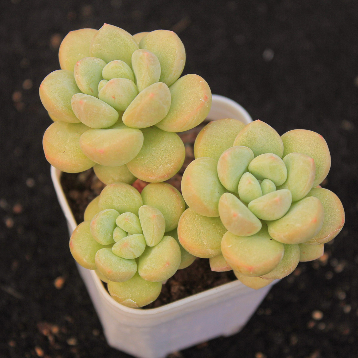 果冻粉多头泡泡糖老桩网红多肉植物一物一拍带盆土发货满25包邮