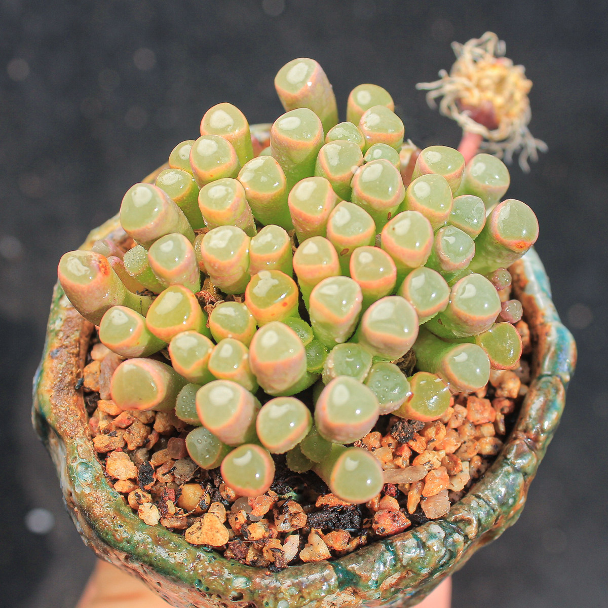 多肉植物五十铃玉带盆土发货一物一拍满25包邮花卉绿植新手好养