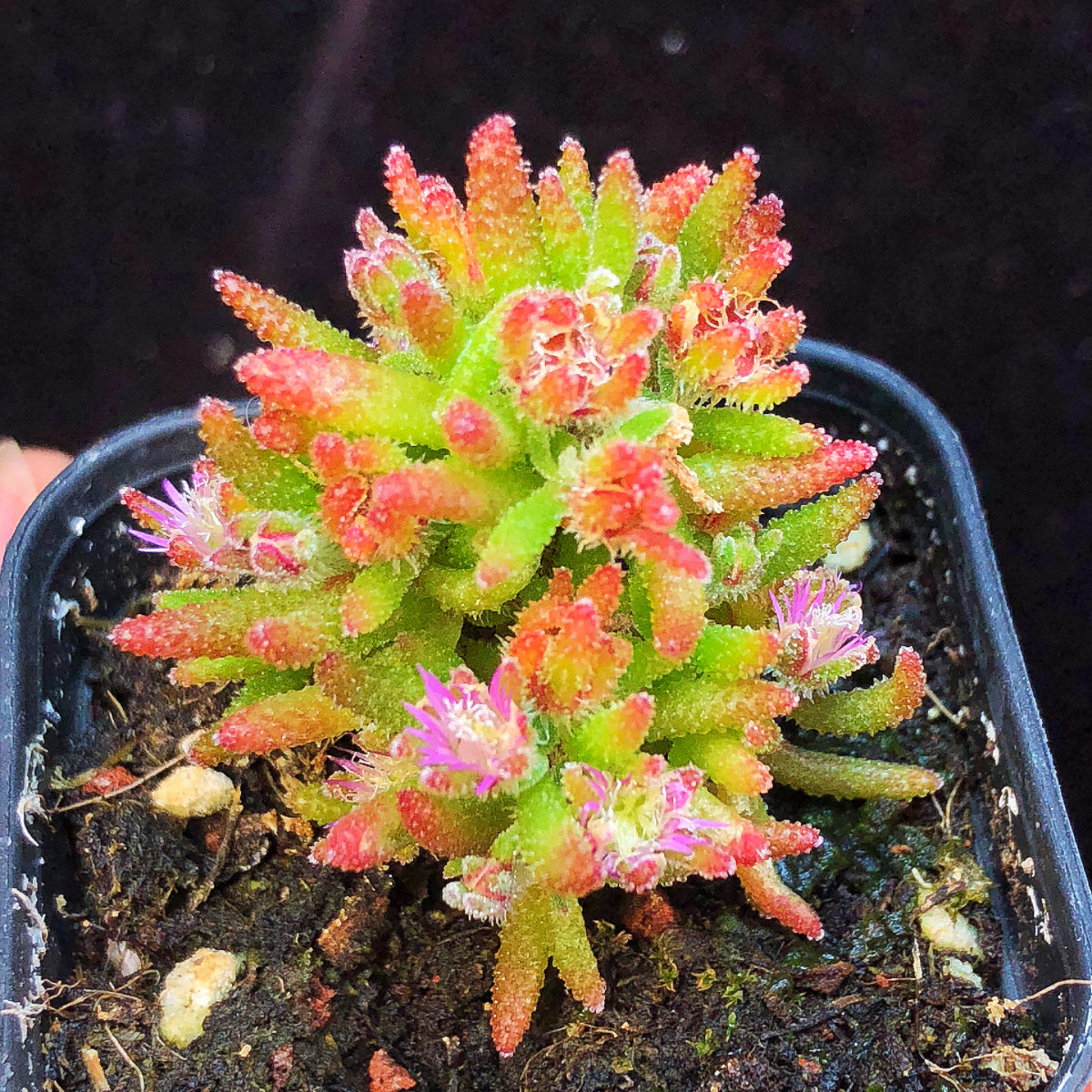 【红麒麟枝干番杏】多肉植物一物一拍新奇特植物花卉盆栽满25包邮