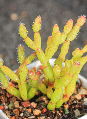 【猿恋苇】多肉植物一物一拍多头群生新奇特小众盆栽软萌满25包邮