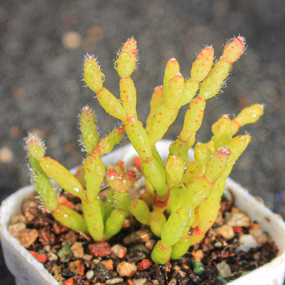 【猿恋苇】多肉植物一物一拍多头群生新奇特小众盆栽软萌满25包邮