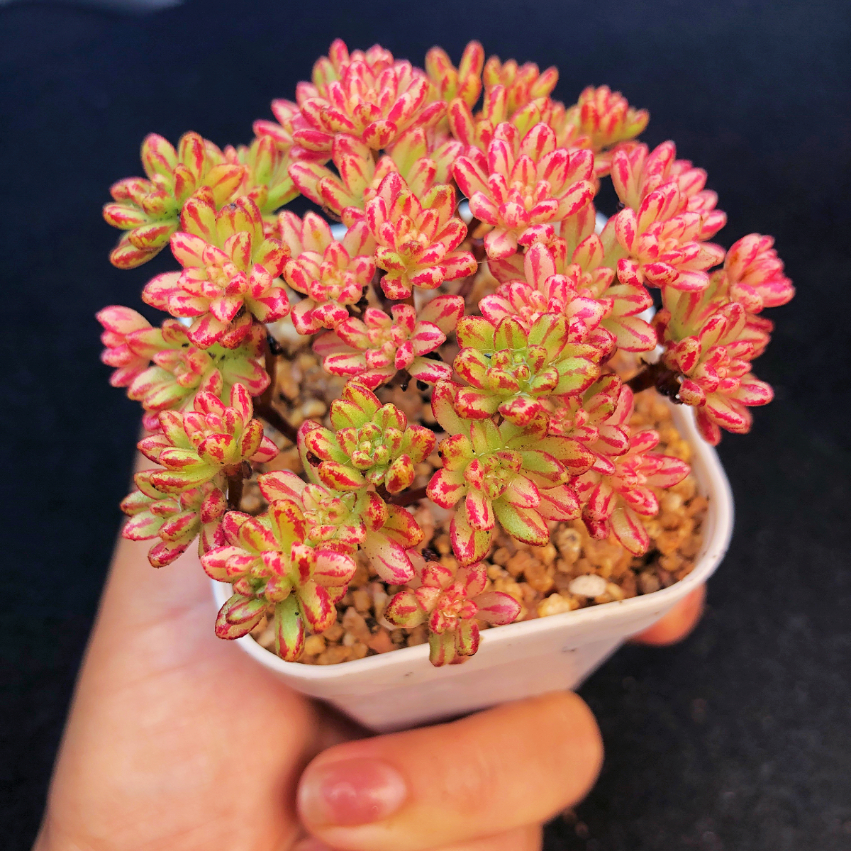 【小人祭锦】多肉植物稀有小贵货一物一拍花卉盆栽小树满25包邮